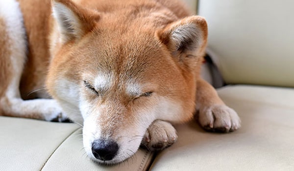 ソファで寝る柴犬